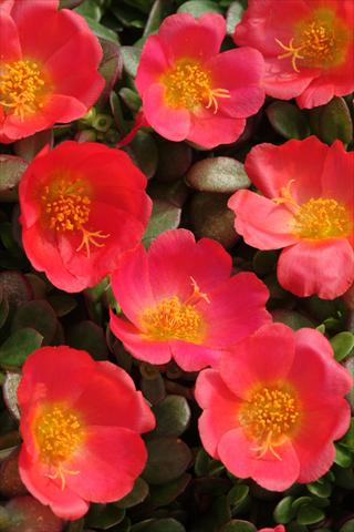 Foto de variedad de flores para ser usadas como: Maceta y planta de temporada Portulaca Toucan Scarlet Shades