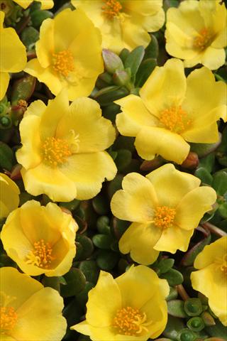 Foto de variedad de flores para ser usadas como: Maceta y planta de temporada Portulaca Toucan Yellow