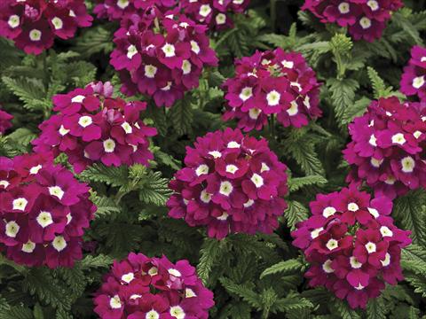 Foto de variedad de flores para ser usadas como: Maceta o Tarrina de colgar Verbena tenera Tuscany Burgundy with Eye