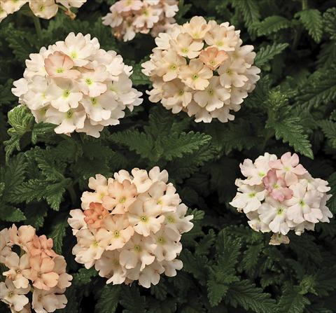Foto de variedad de flores para ser usadas como: Maceta o Tarrina de colgar Verbena tenera Tuscany Peach Imp