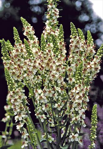 Foto de variedad de flores para ser usadas como: Planta de temporada / borde del macizo Verbascum chaixii Wedding Candles