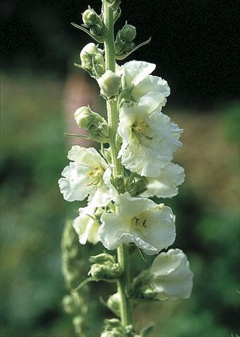 Foto de variedad de flores para ser usadas como: Planta de temporada / borde del macizo Verbascum hybridum Spica