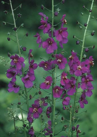 Foto de variedad de flores para ser usadas como: Planta de temporada / borde del macizo Verbascum phoeniceum Violetta