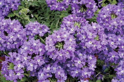 Foto de variedad de flores para ser usadas como: Maceta, planta de temporada, patio Verbena Liga® Deportivo