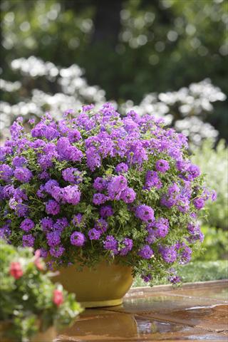 Foto de variedad de flores para ser usadas como: Maceta o cesta de trasplante Verbena Tapien® Purple