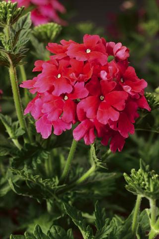 Foto de variedad de flores para ser usadas como: Maceta, planta de temporada, patio Verbena Lanai® Strawberry and Cream