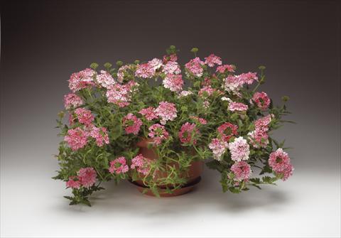Foto de variedad de flores para ser usadas como: Maceta, planta de temporada, patio Verbena Lanai® Sweet Stripe