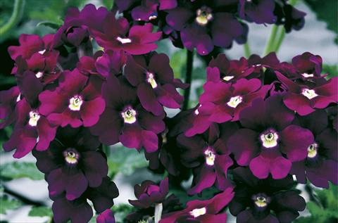 Foto de variedad de flores para ser usadas como: Maceta, planta de temporada, patio Verbena Lanai® Royal Purple with Eye