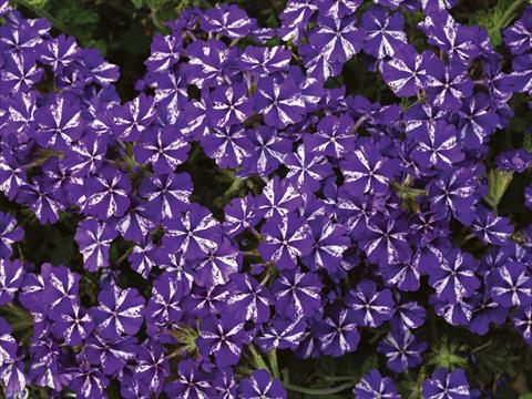 Foto de variedad de flores para ser usadas como: Maceta, planta de temporada, patio Verbena Lanai® Purple Star