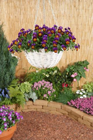Foto de variedad de flores para ser usadas como: Maceta, planta de temporada, patio Viola x williamsii F.1 Four Seasons Bronze Purple F1