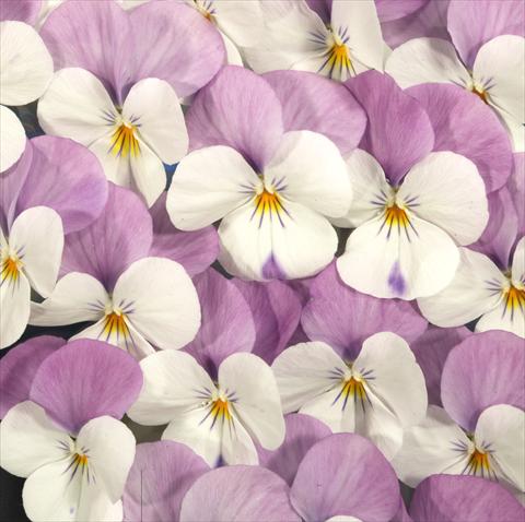 Foto de variedad de flores para ser usadas como: Maceta o Tarrina de colgar Viola x williamsiana Floral Power White Rose Wing F1