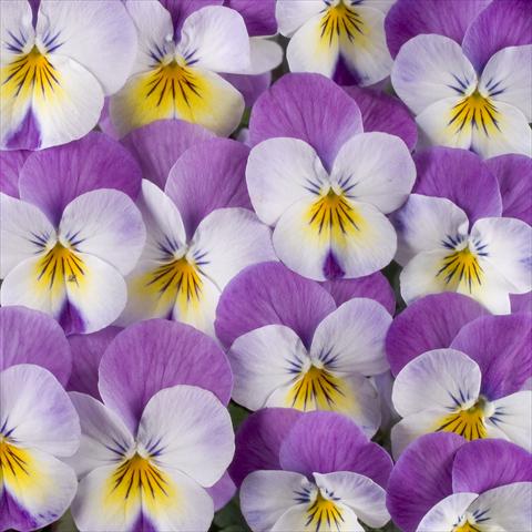 Foto de variedad de flores para ser usadas como: Maceta o Tarrina de colgar Viola x williamsiana Floral Power Super Rose Wing F1