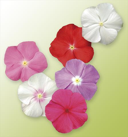Foto de variedad de flores para ser usadas como: Maceta, planta de temporada, patio Catharanthus roseus - Vinca Vitesse Mix