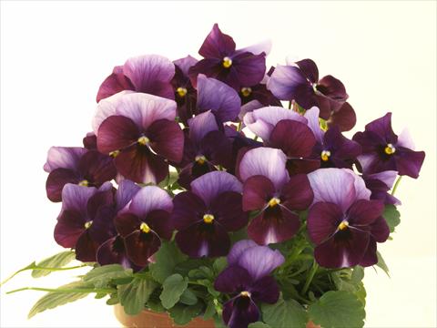 Foto de variedad de flores para ser usadas como: Maceta y planta de temporada Viola cornuta Caramel Innocence Donna