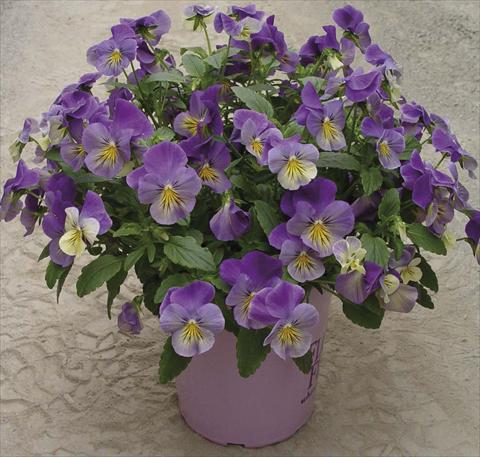 Foto de variedad de flores para ser usadas como: Maceta y planta de temporada Viola cornuta Velocity Yellow Eye