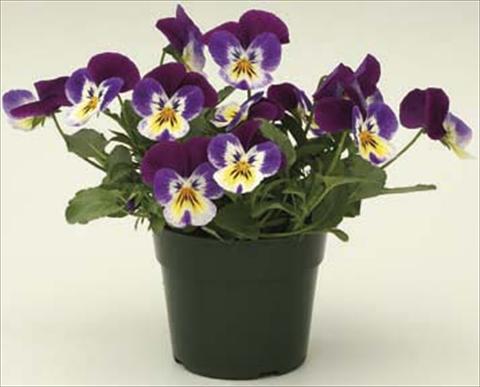 Foto de variedad de flores para ser usadas como: Maceta y planta de temporada Viola cornuta Velocity Purple