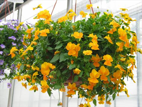 Foto de variedad de flores para ser usadas como: Patio, Tarrina de colgar Viola hybrida Friolina® Cascadiz Orange