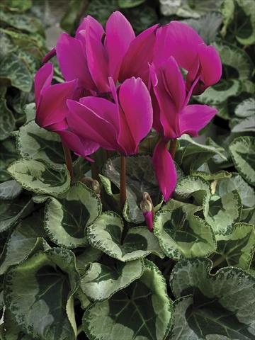 Foto de variedad de flores para ser usadas como: Maceta y planta de temporada Cyclamen persicum Winter Ice Purple