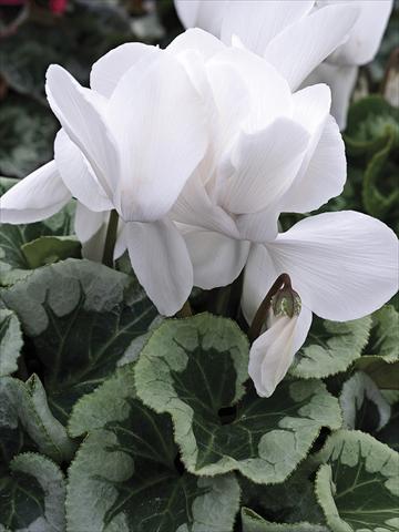 Foto de variedad de flores para ser usadas como: Maceta y planta de temporada Cyclamen persicum Winter Ice White