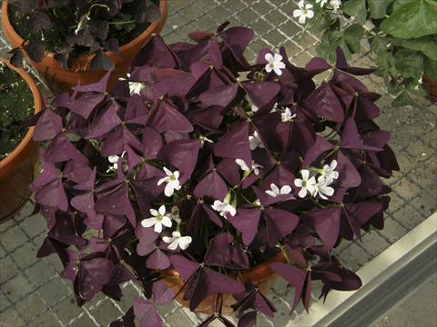 Foto de variedad de flores para ser usadas como: Maceta y planta de temporada Oxalis Xalis Burgundy Wine