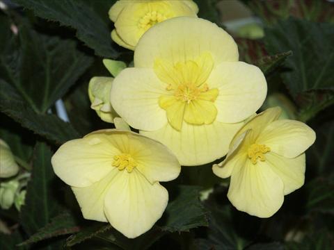 Foto de variedad de flores para ser usadas como: Maceta, planta de temporada, patio Begonia boliviensis Yellow Desire