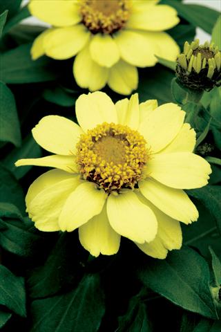 Foto de variedad de flores para ser usadas como: Maceta o cesta de trasplante Zinnia elegans Zahara Yellow