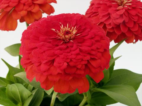 Foto de variedad de flores para ser usadas como: Planta de temporada / borde del macizo Zinnia elegans Eldorado red