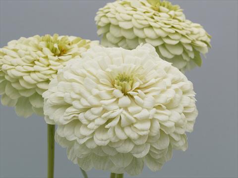 Foto de variedad de flores para ser usadas como: Planta de temporada / borde del macizo Zinnia elegans Eldorado White