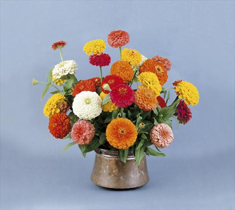 Foto de variedad de flores para ser usadas como: Planta de temporada / borde del macizo Zinnia elegans Eldorado Mix