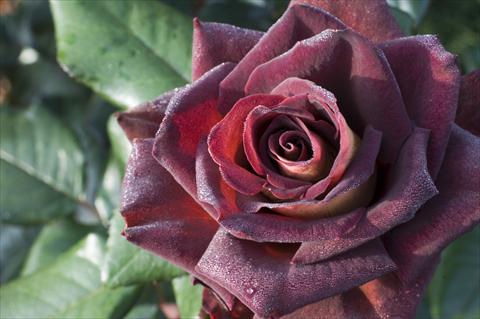 Foto de variedad de flores para ser usadas como: Planta de temporada / borde del macizo Rosa Tea Black Gold®
