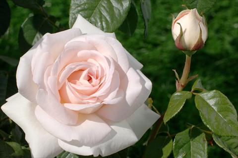 Foto de variedad de flores para ser usadas como: Flor cortada Rosa Tea PRETTY WOMAN® var. Meitroni