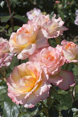 Foto de variedad de flores para ser usadas como: Flor cortada Rosa Tea Virna Lisi®