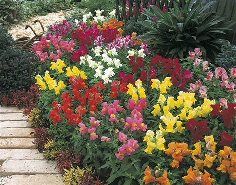 Foto de variedad de flores para ser usadas como: Planta de temporada / borde del macizo Antirrhinum majus Magic Formula Mix Image