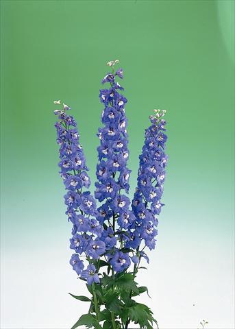 Foto de variedad de flores para ser usadas como: Flor cortada Delphinium elatum Aurora F1