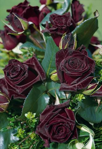 Foto de variedad de flores para ser usadas como: Flor cortada Rosa Tea Black Baccara®