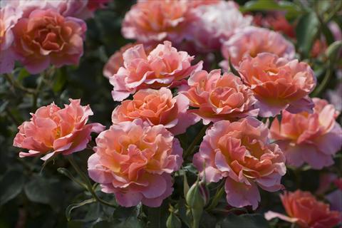 Foto de variedad de flores para ser usadas como: Planta de temporada / borde del macizo Rosa floribunda Charleston®