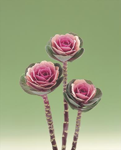 Foto de variedad de flores para ser usadas como: Flor cortada Brassica oleracea Pink Crane F1
