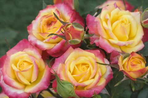 Foto de variedad de flores para ser usadas como: Planta de temporada / borde del macizo Rosa floribunda Flame Meillandina®