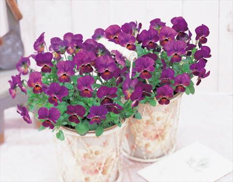 Foto de variedad de flores para ser usadas como: Planta de temporada / borde del macizo Viola cornuta Gem Plum Antique F1