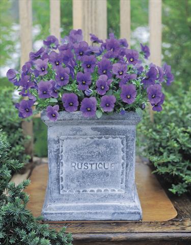 Foto de variedad de flores para ser usadas como: Planta de temporada / borde del macizo Viola cornuta Gem Sapphire F1