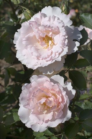 Foto de variedad de flores para ser usadas como: Planta de temporada / borde del macizo Rosa rampicante Gpt Nirvana®