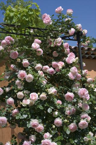 Foto de variedad de flores para ser usadas como: Maceta y planta de temporada Rosa rampicante Pierre de Ronsard Gpt ©