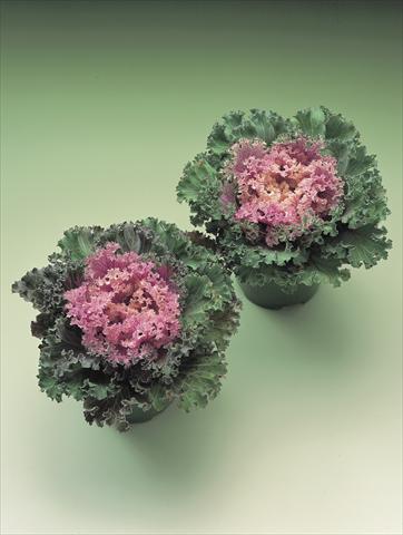 Foto de variedad de flores para ser usadas como: Planta de temporada / borde del macizo Brassica oleracea Kamome F1 series