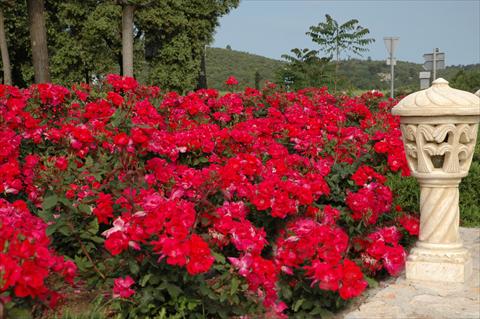 Foto de variedad de flores para ser usadas como: Maceta y planta de temporada Rosa paesaggistica Knock Out©