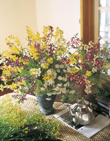 Foto de variedad de flores para ser usadas como: Flor cortada Linaria maroccana Lace series