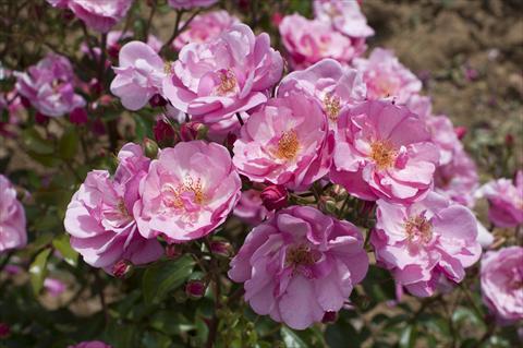 Foto de variedad de flores para ser usadas como: Maceta y planta de temporada Rosa floribunda Lavender Meidiland®