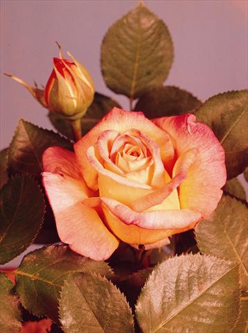 Foto de variedad de flores para ser usadas como: Maceta y planta de temporada Rosa floribunda Mme A. Meilland®  (Gioia, Peace)