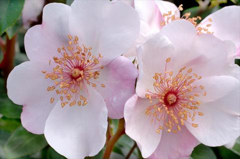 Foto de variedad de flores para ser usadas como: Maceta y planta de temporada Rosa floribunda Astronomia®