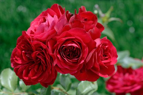 Foto de variedad de flores para ser usadas como: Maceta y planta de temporada Rosa floribunda Mona Lisa®