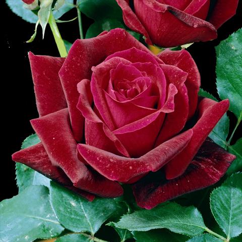 Foto de variedad de flores para ser usadas como: Maceta y planta de temporada Rosa floribunda Papa Meilland® Var. Meicesar